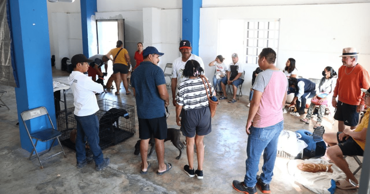 esterilizan 200 animales en jornada promovida por el alcalde erik rihani