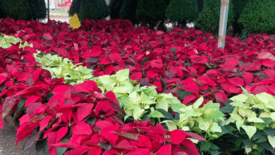 flores de nochebuenas y arbolitos naturales esperan repunte de ventas