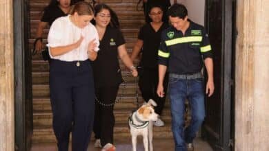 Celebran multa histórica por maltrato animal en Mérida