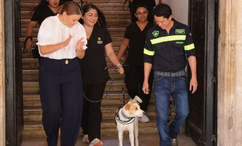 Celebran multa histórica por maltrato animal en Mérida