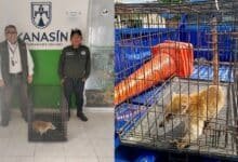 Policía Ecológica de Kanasín rescata tejón y lo entrega a la Profepa