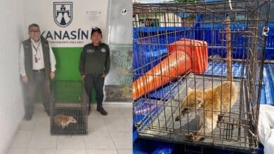 Policía Ecológica de Kanasín rescata tejón y lo entrega a la Profepa