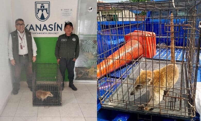 Policía Ecológica de Kanasín rescata tejón y lo entrega a la Profepa