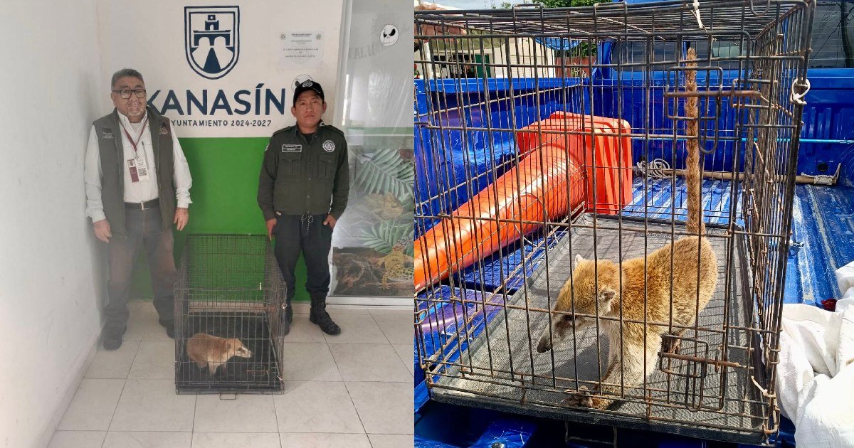 Policía Ecológica de Kanasín rescata tejón y lo entrega a la Profepa