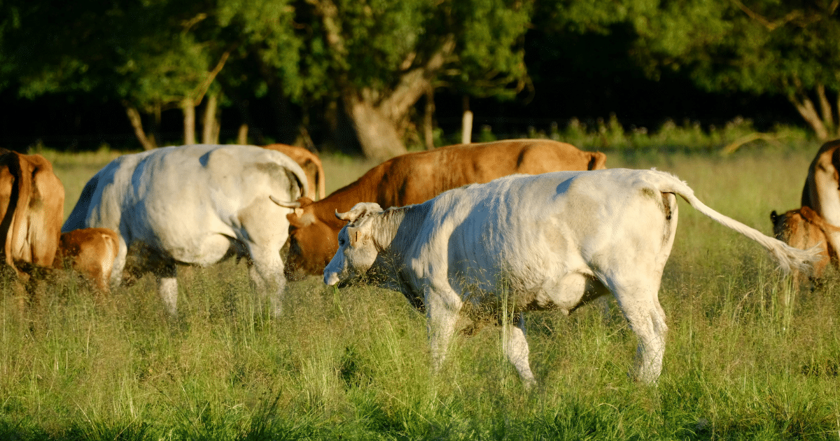 México y EE. UU. aún sin fecha para reabrir frontera ganadera, confirma Sheinbaum