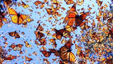 Pesticidas en EU y Canadá arriesgan la vida de la mariposa monarca (Foto de internet)