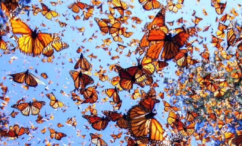 Pesticidas en EU y Canadá arriesgan la vida de la mariposa monarca (Foto de internet)