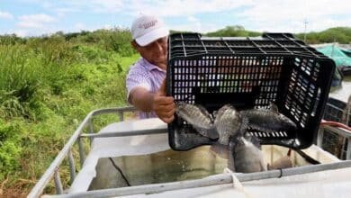 Yucatán impulsa nuevos acuacultores y fortalece la producción de tilapia de alta calidad