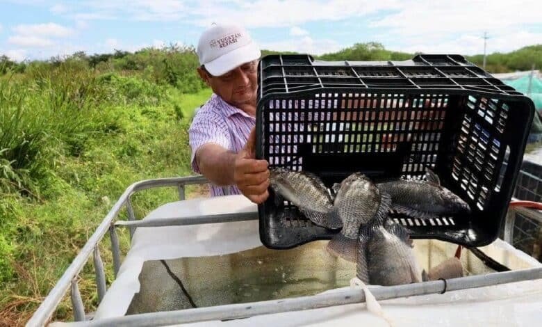 Yucatán impulsa nuevos acuacultores y fortalece la producción de tilapia de alta calidad
