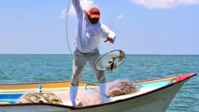 Pesca de pulpo en Yucatán avanza con 20 mil toneladas y expectativa de cierre favorable