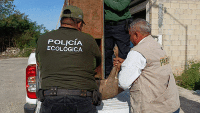 policía ecológica rescata venado cola blanca en kanasín