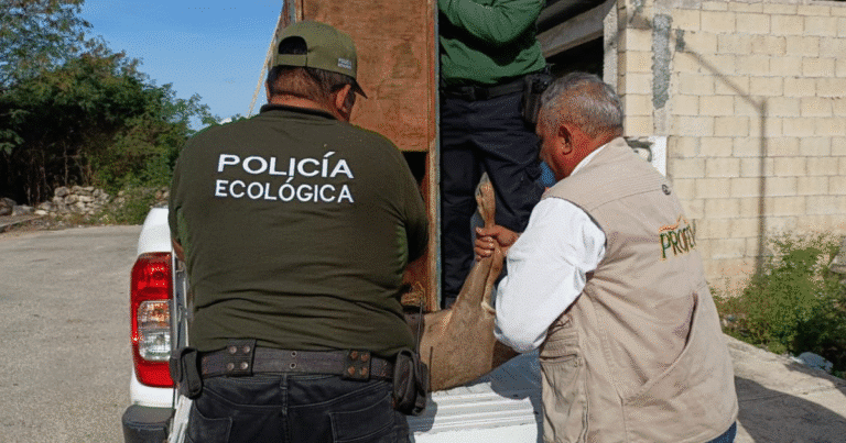 policía ecológica rescata venado cola blanca en kanasín