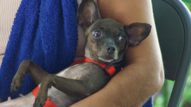 pre registra a tu mascota a la jornada de esterilización en mérida cupo limitado y requisitos