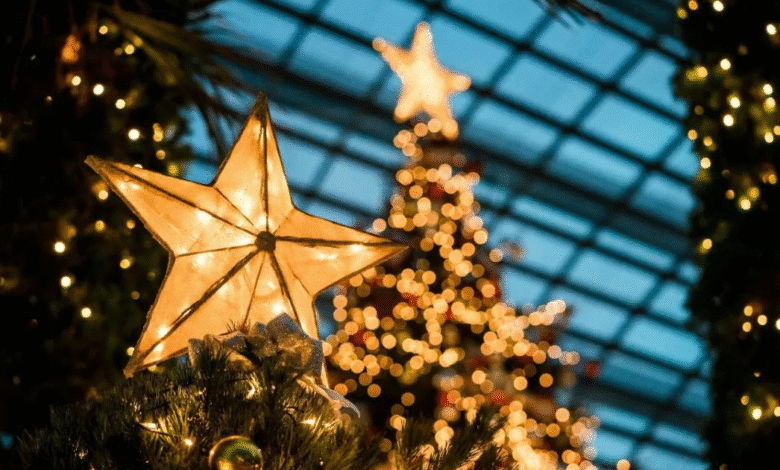 precios de arbolitos de navidad en mérida opciones naturales y artificiales para todos los presupuestos