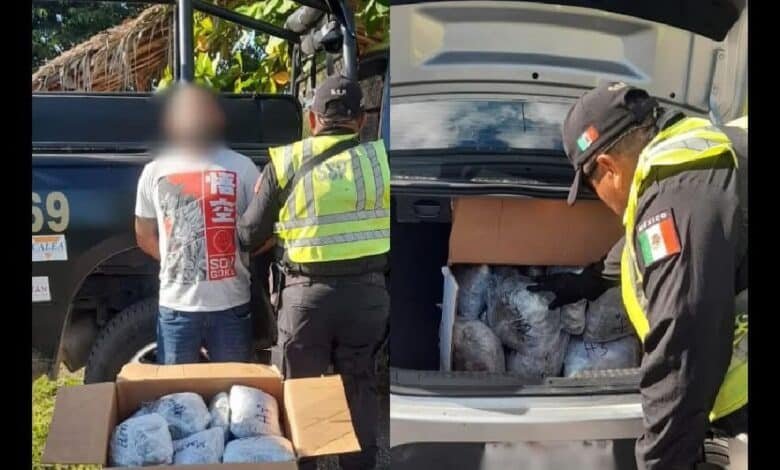 SSP asegura 29 paquetes de cannabis en puesto de inspección de Tekax, Yucatán