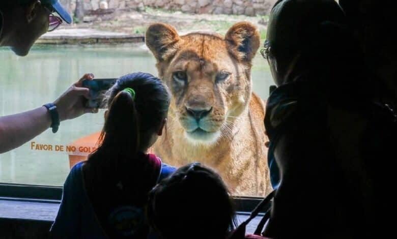 Más de 200 mil personas han visitado el Felinario de Animaya (Foto de internet)