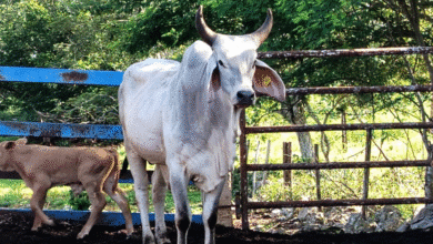 se detectan 93 nuevos casos de gusano barrenador en yucatán