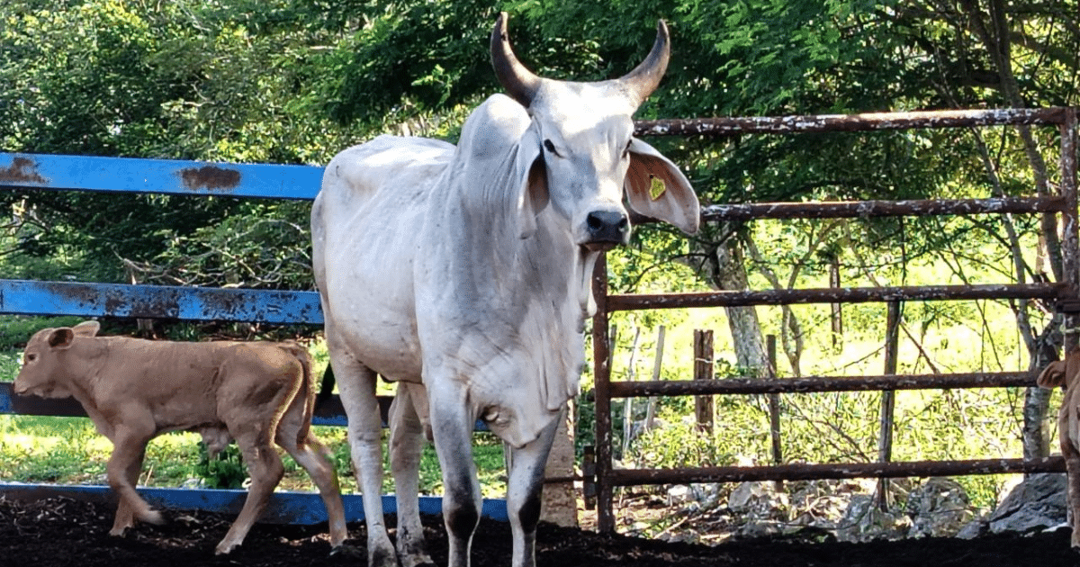 se detectan 93 nuevos casos de gusano barrenador en yucatán