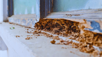 termitas amenazan viviendas y edificios en yucatán