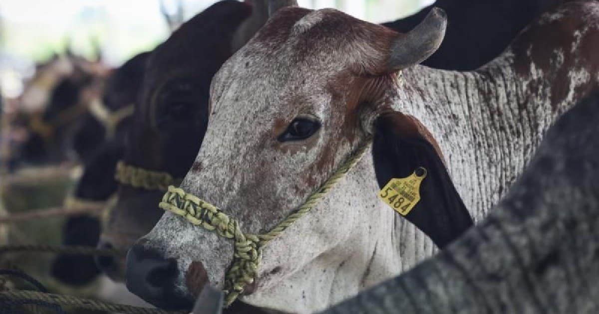 Yucatán refuerza estrategia contra el gusano barrenador
