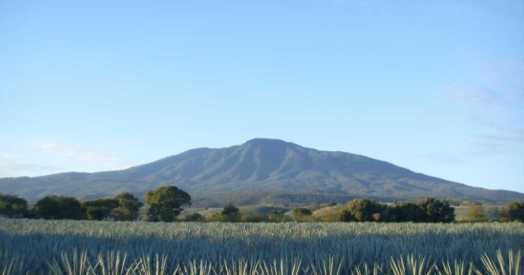 turismo en tequila tradicion cultura y paisajes unicos 2