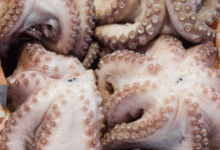 yucatán descarta ampliar la temporada de pulpo tras superar 20 mil toneladas y avanzar a la meta