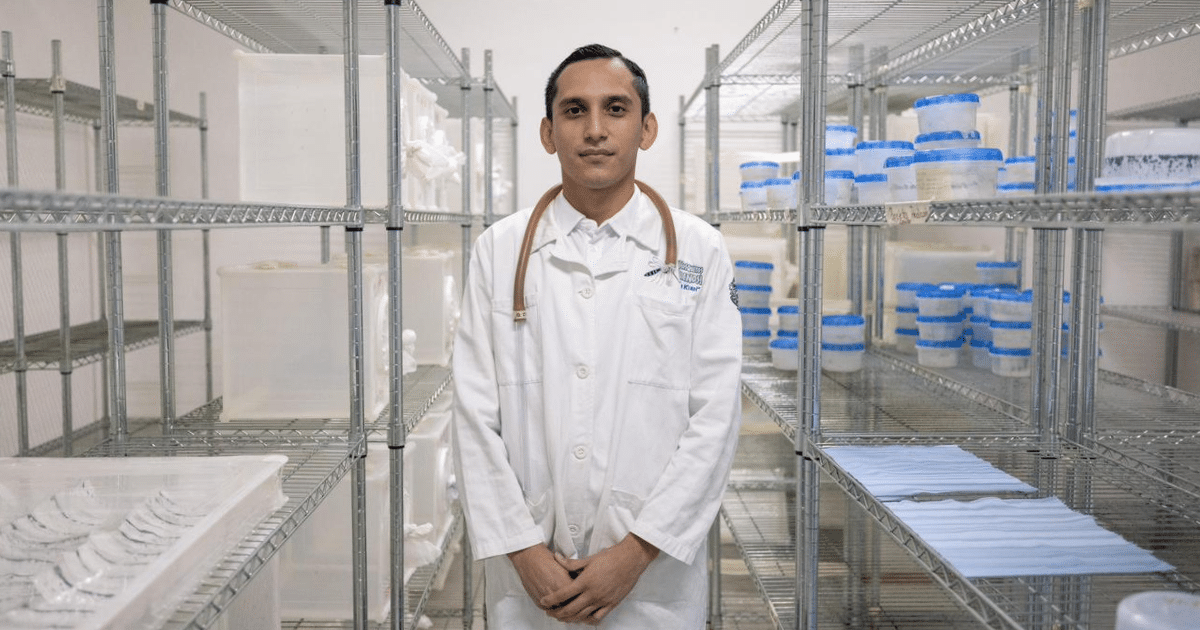 yucatán producirá mosca estéril para erradicar el gusano barrenador