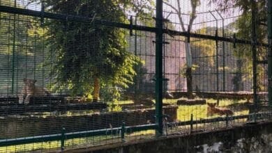 zoológico “la reina” alista su reapertura en diciembre con mejoras en infraestructura (2)