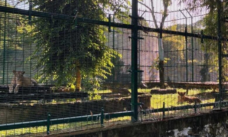 zoológico “la reina” alista su reapertura en diciembre con mejoras en infraestructura (2)