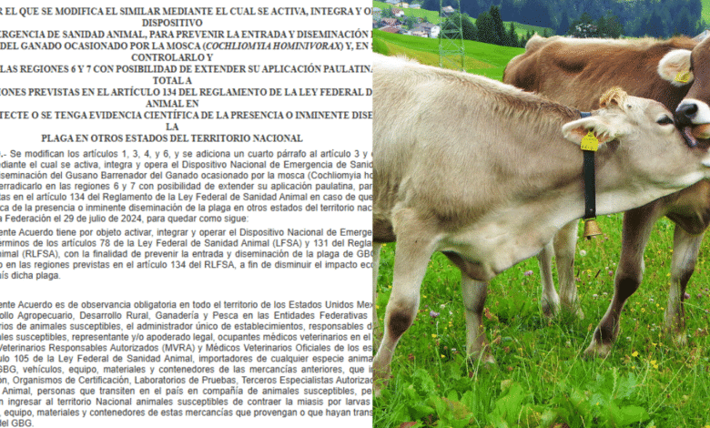 Alerta Zoosanitaria Máxima Sader Blinda a Todo México contra la Amenaza del Gusano Barrenador