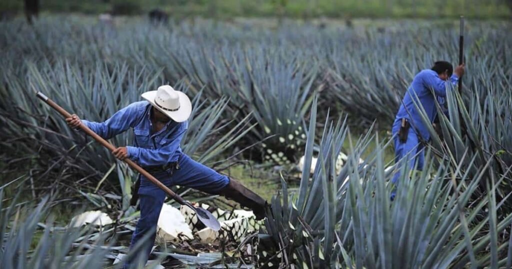 aumenta 9.1 las exportaciones del tequila a italia 2
