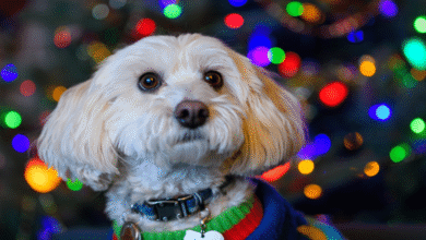 Chihuahua suspende adopción de mascotas en Navidad para prevenir abandonos