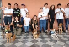 cinco perritos rescatados serán los reyes caninos del carnaval mérida 2026