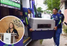 con más de 12 mil acciones, mérida apuesta por el bienestar animal