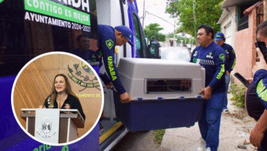 con más de 12 mil acciones, mérida apuesta por el bienestar animal