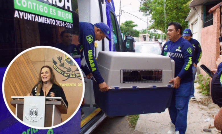 con más de 12 mil acciones, mérida apuesta por el bienestar animal