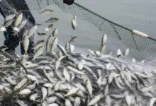 Venta de pescado sin origen afecta a Yucatán y pone en riesgo pesquerías locales (foto internet)