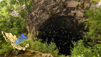Ubicado en el corazón de la Huasteca Potosina, este abismo de 512 metros de profundidad ofrece uno de los espectáculos naturales más asombrosos del mundo con el vuelo sincronizado de miles de aves.
