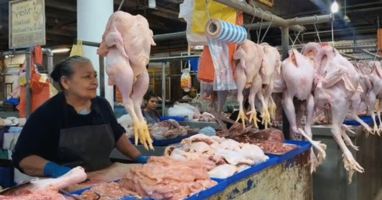 garantizan suficiente abasto de pavo para navidad en mérida