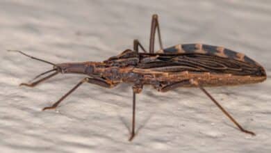 Yucatán refuerza llamado para prevenir la presencia del “pic” en los hogares (Foto de internet)