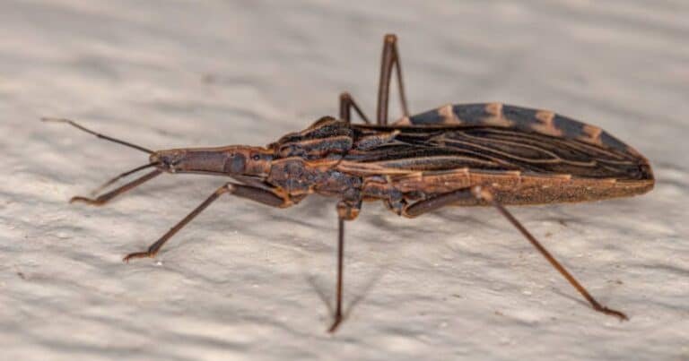 Yucatán refuerza llamado para prevenir la presencia del “pic” en los hogares (Foto de internet)