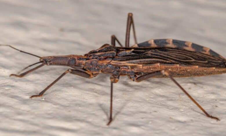 Yucatán refuerza llamado para prevenir la presencia del “pic” en los hogares (Foto de internet)