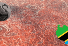 La Medusa de la naturaleza El Lago Natrón, donde el agua convierte a los animales en estatuas (Fotos por Nick Brand y Canva)