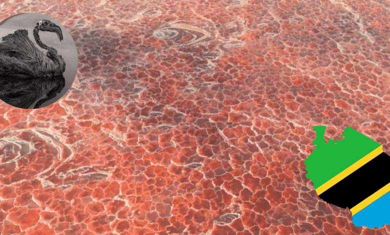 La Medusa de la naturaleza El Lago Natrón, donde el agua convierte a los animales en estatuas (Fotos por Nick Brand y Canva)