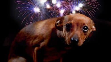 Pirotecnia en Navidad pone en riesgo a los perros por estrés, pánico y extravíos (Foto de internet)