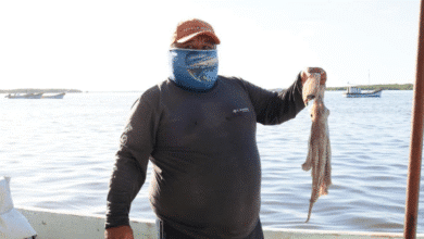pesca de pulpo en yucatán apunta a récord histórico con hasta 32 mil toneladas en 2025