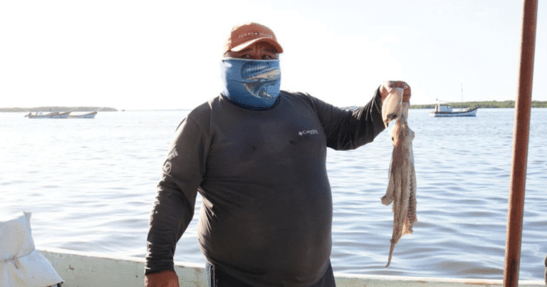 pesca de pulpo en yucatán apunta a récord histórico con hasta 32 mil toneladas en 2025