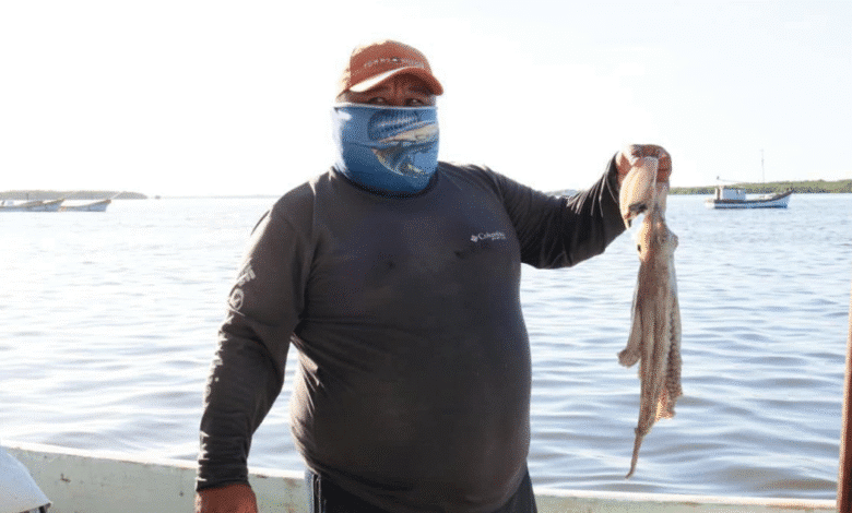 pesca de pulpo en yucatán apunta a récord histórico con hasta 32 mil toneladas en 2025