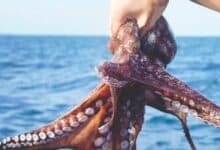 Pulpo maya avanza hacia su certificación de origen (Foto de internet)
