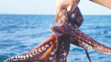 Pulpo maya avanza hacia su certificación de origen (Foto de internet)